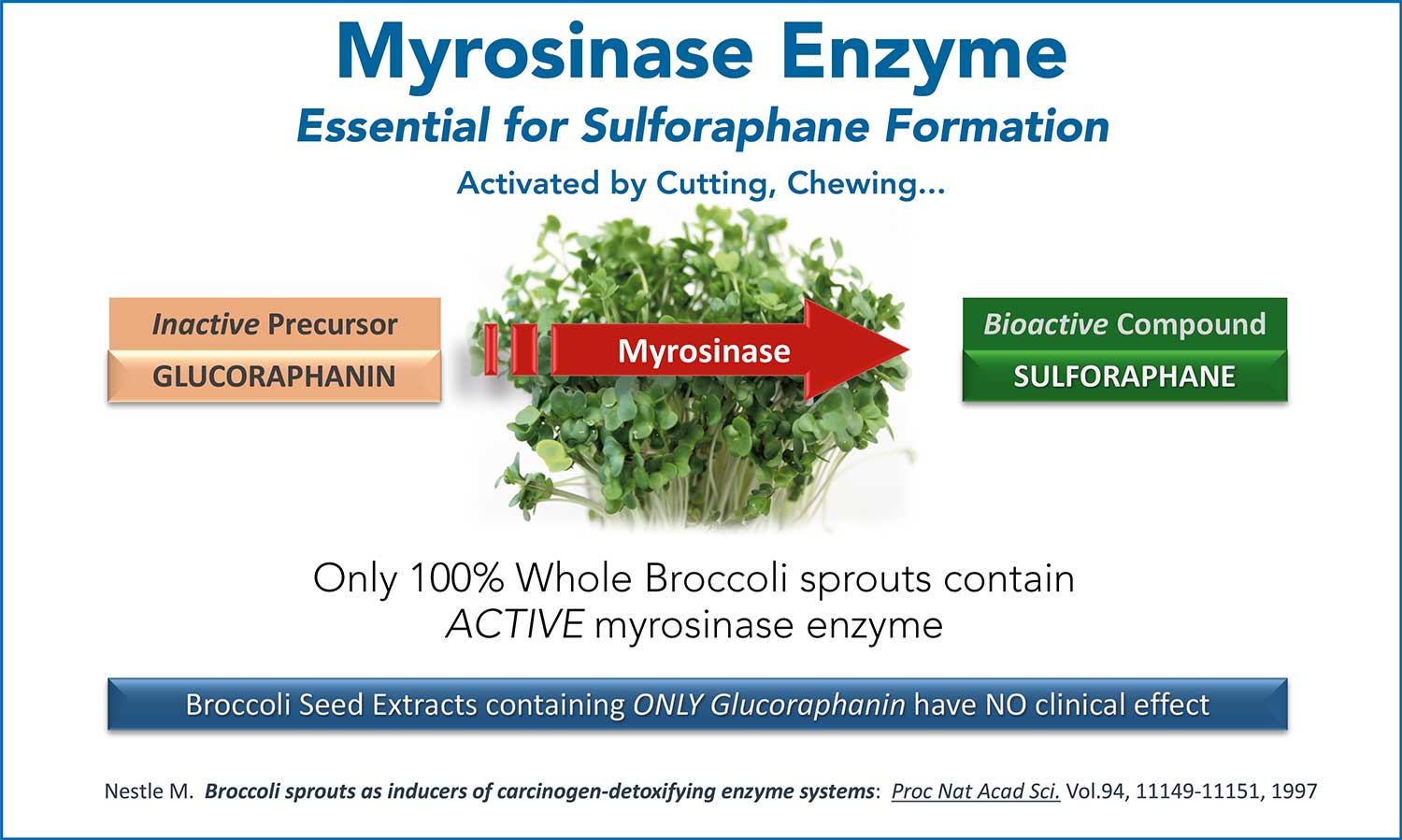 Cell-Logic, Myrosinase enzyme